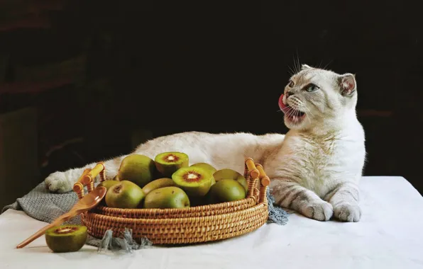 Language, cat, white, cat, look, pose, the dark background, table