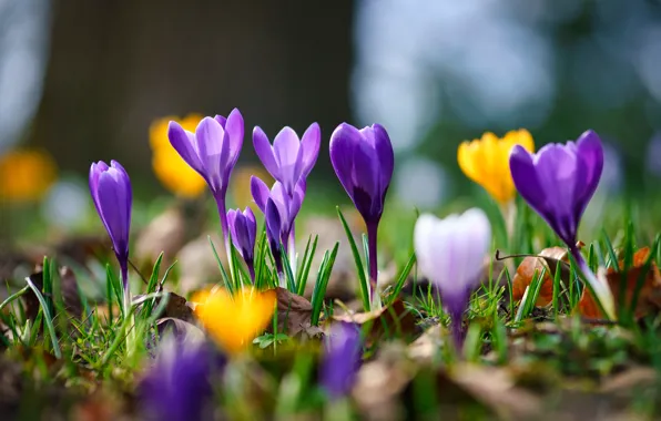 Picture macro, spring, bokeh, Crocuses, Saffron