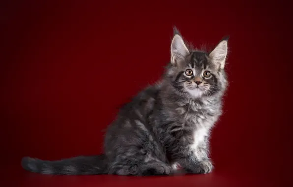 Background, Kitty, kitty, Baby, Maine Coon