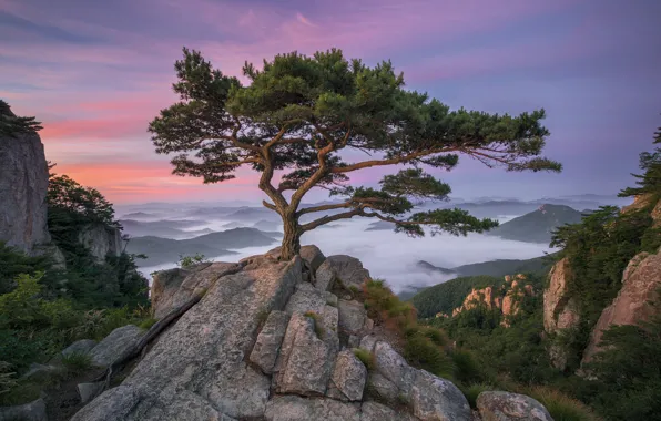 Picture the sky, tree, rocks, hills, Nathaniel Merz