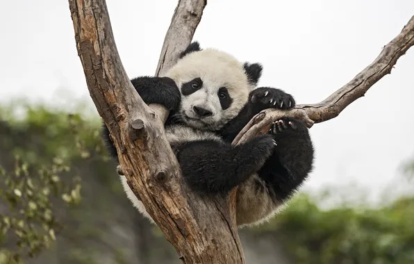 Picture tree, bear, Panda, climbed