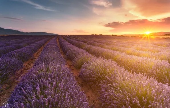 Field, summer, the sun, nature, lavender