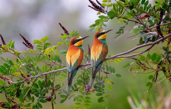 Picture leaves, birds, nature, branch, pair, peeled, European bee-eater