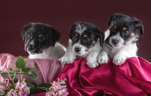 Picture flowers, puppies, trio, Jack Russell Terrier