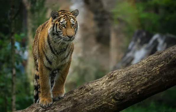 Tiger, predator, log, cub, wild cat, posing, young