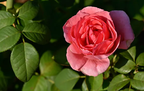 Picture leaves, light, flowers, roses, garden, pink, buds