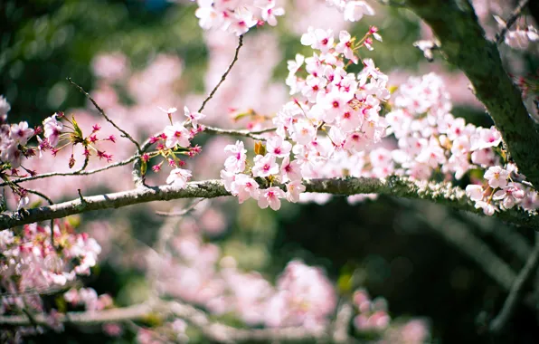 Picture light, flowers, branches, cherry, background, blur, spring, Sakura
