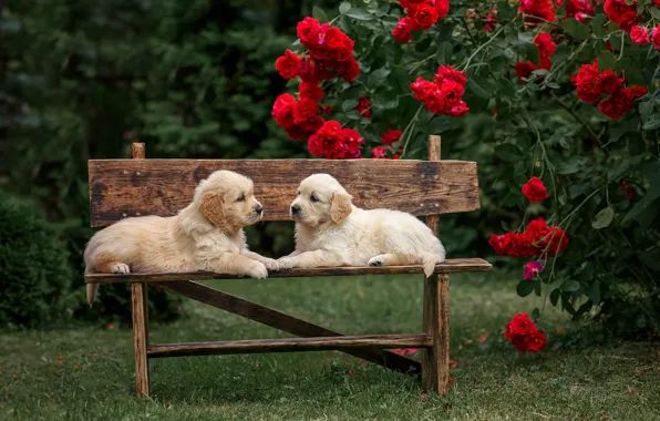 Dogs, flowers, bench, roses, puppies, a couple, twins, Golden Retriever