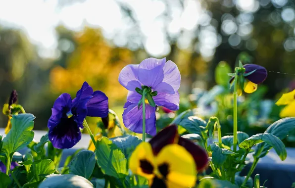 Picture flowers, blur, Pansy, bokeh, viola, violet