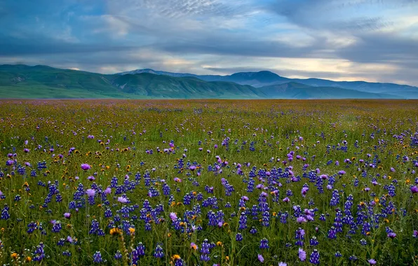 Picture flowers, mountains, meadow, Lupin, San Emigdio Mountains