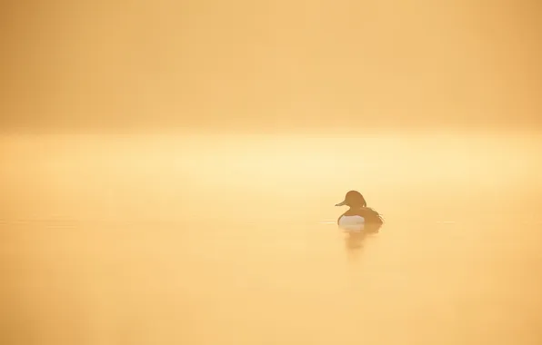 Nature, fog, lake, duck, morning