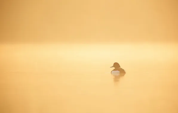 Nature, fog, lake, morning, duck