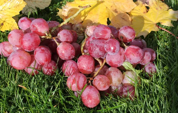 Macro, berries, grapes
