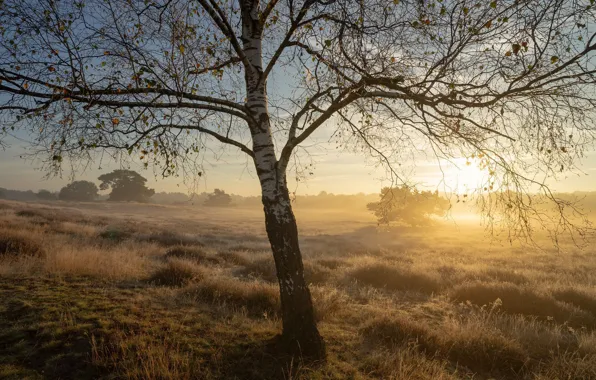 Autumn, sunset, fog, birch