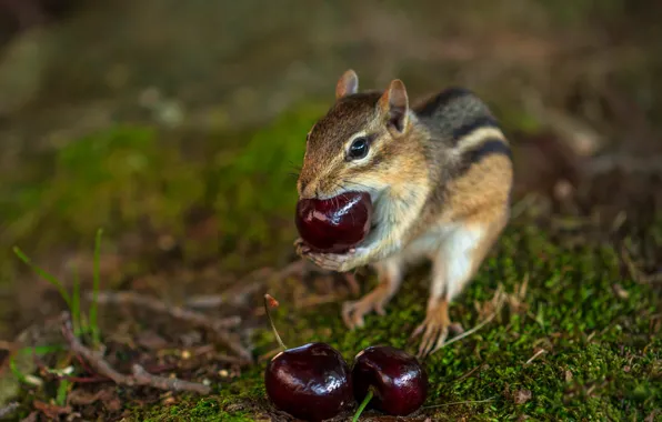 Nature, cherry, pose, berries, background, moss, animal, Chipmunk