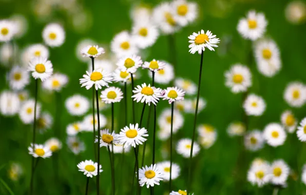 Picture flower, flowers, green, background, widescreen, Wallpaper, chamomile, blur