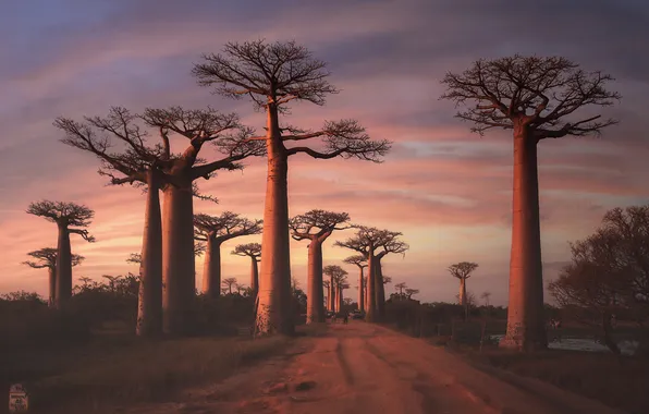 Road, trees, sunset, branches, baobabs, Madagascar, Baobab Valley