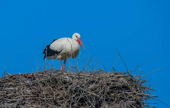 The sky, birds, spring, socket, stork, photohunt