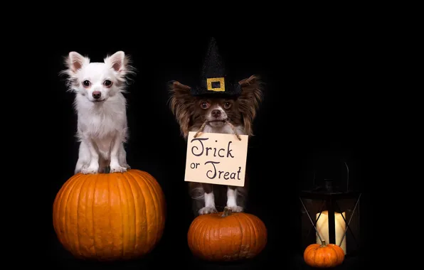 Dogs, holiday, friends, Happy Halloween