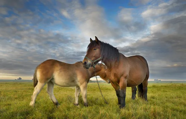 Field, horses, horse, pair, pony, mother, foal