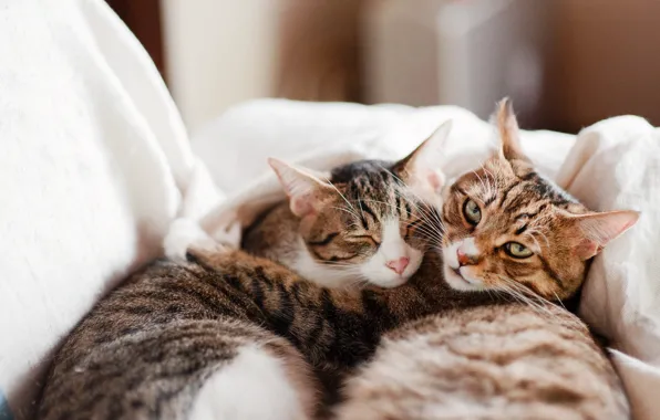 Cat, white, cat, look, light, cats, pose, comfort