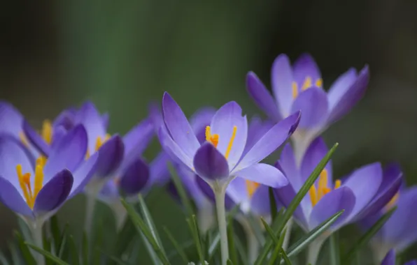 Picture grass, flowers, green, background, focus, spring, petals, lilac