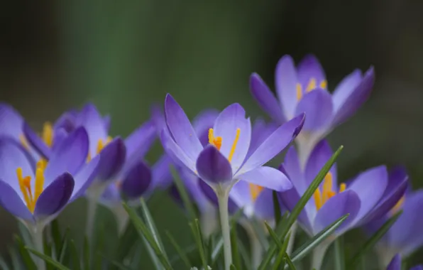 Grass, flowers, green, background, focus, spring, petals, lilac