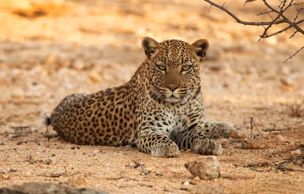 Look, face, branches, background, leopard, lies