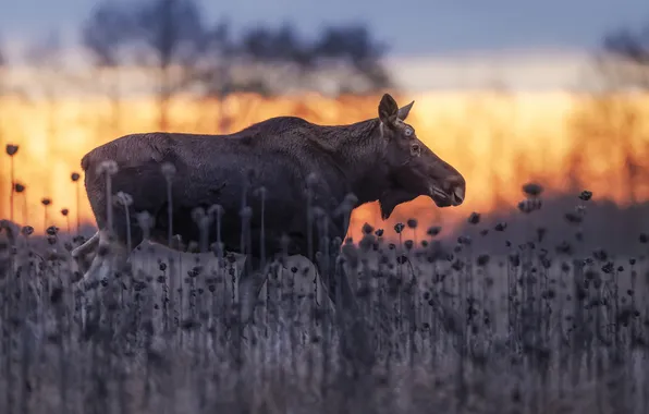Field, nature, plants, profile, walk, moose, bokeh