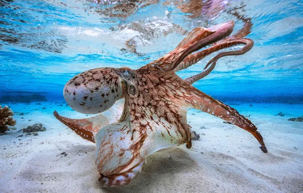 The bottom, octopus, marine fauna