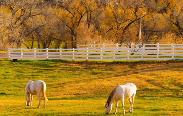 Field, autumn, light, trees, branches, glade, the fence, horses