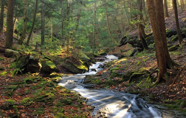 Picture Nature, Trees, River, Forest, Stones, Moss, Thresholds