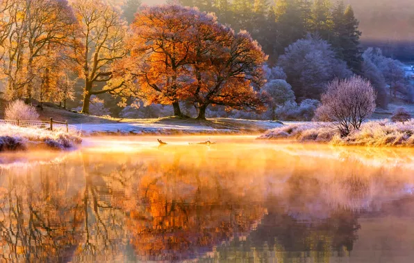 Frost, autumn, light, trees, nature, river, morning, couples