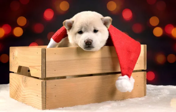 Picture dog, Christmas, puppy, New year, Shiba inu