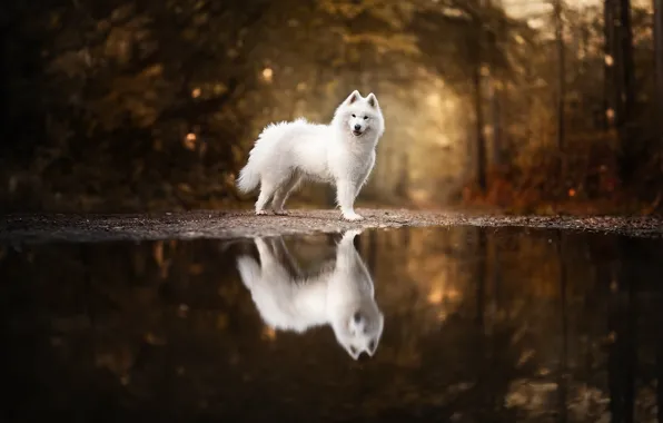 Look, nature, pose, dog, white, face, Samoyed