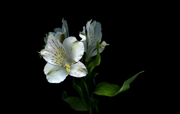 Picture leaves, light, Lily, shadow, petals