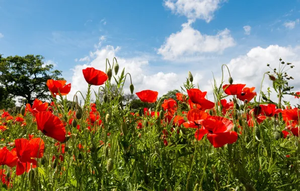 Summer, clouds, flowers, Maki, red, blue sky, poppy field