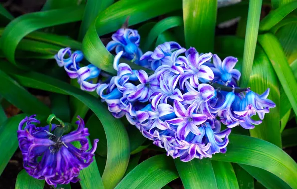 Wallpaper greens, purple, leaves, flowers, spring, flowerbed, striped, lilac