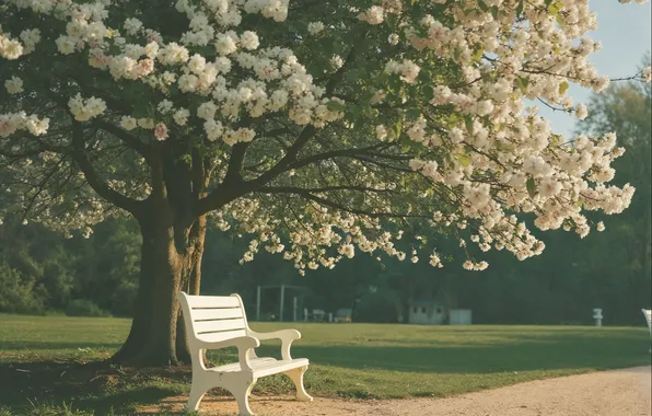 Bench, retro, Park, tree, spring, sunshine, blossom, park