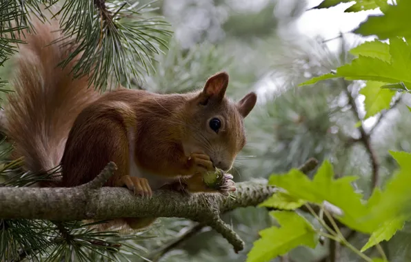 Leaves, branches, nature, animal, walnut, protein, needles, rodent