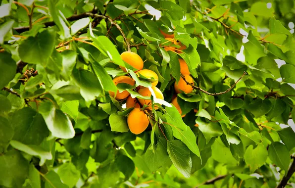 Picture Macro, Leaves, Branch, Apricot