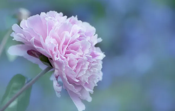 Picture flower, petals, pink