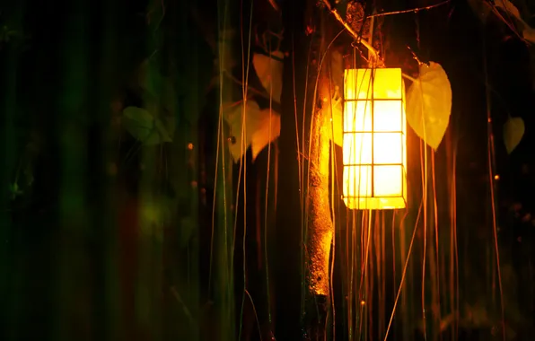 Picture forest, light, lantern