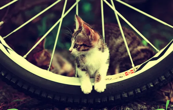 Cat, cute, fur