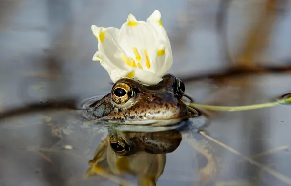 Picture flower, water, crown, the frog Princess