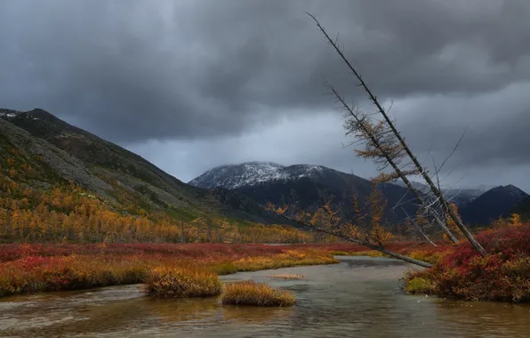 Picture forest, trees, mountains, overcast, shore, trunk, pond, pine