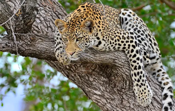 Tree, Leopard, big cat