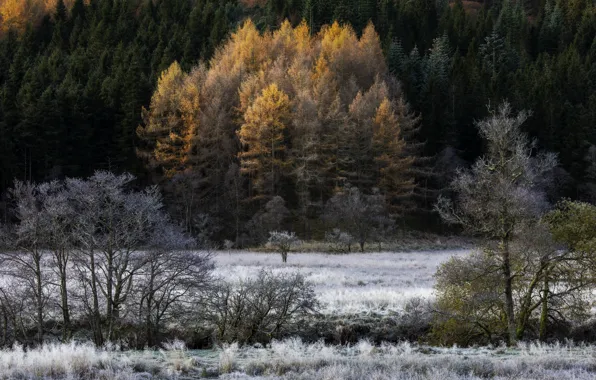 Autumn, forest, nature