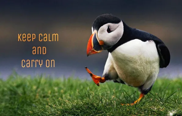 Grass, bird, plant, keep calm, motivational, animal wildlife, carry on