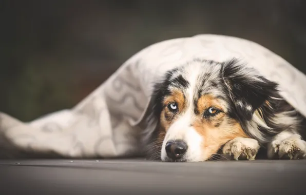 Picture portrait, dog, blanket, lies, Aussie, Wallpaper from lolita777